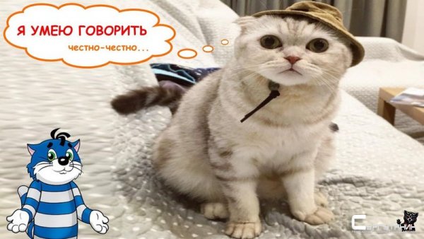 Говорящие коты - очень смешно!