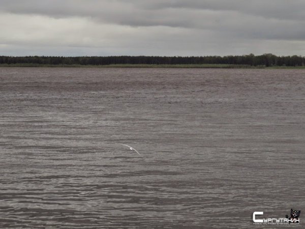 Дело по убийству Олега Лисина двинулось с мертвой точки