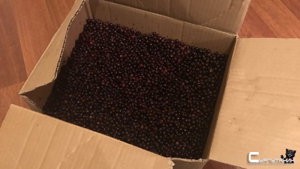 Суровый Санта. Югорчанин раздаривал знакомым краденую бруснику