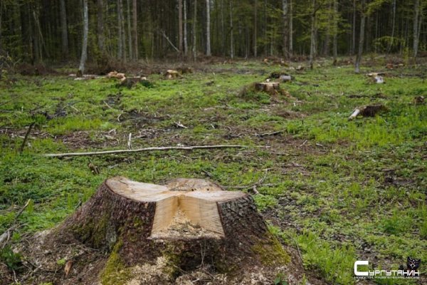 Прорубил дорогу к своему участку. Югорчанин незаконно напилил деревьев на 300 тысяч