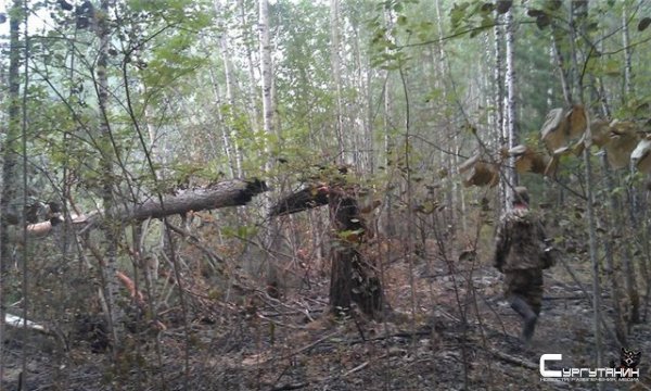 В Забайкалье депутата сельсовета обвинили в незаконной вырубке леса