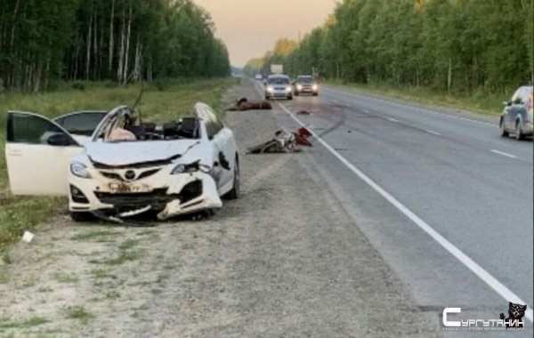 Семью из Сургута едва не убил лось