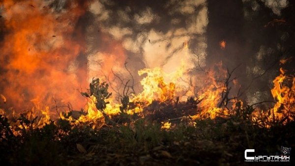 Лесные пожары в Красноярском крае охватили более миллиона гектаров