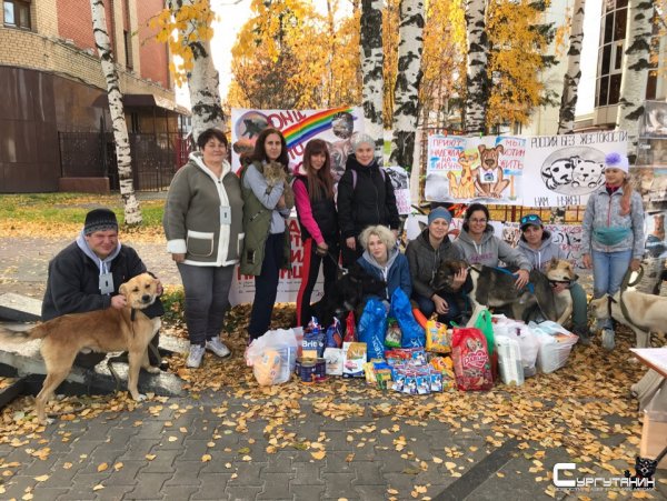 В Ханты-Мансийске собрали больше тысячи подписей за строительство приюта для бездомных животных