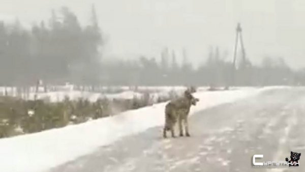 В Югре вдоль трассы бежали волки, не боясь машин