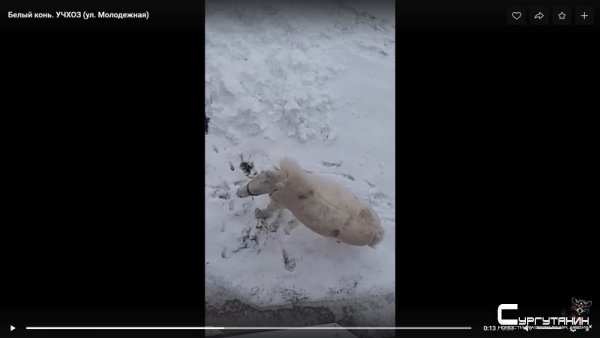 А принц где? Под окнами жилого дома в Югре прогуливался белый пони