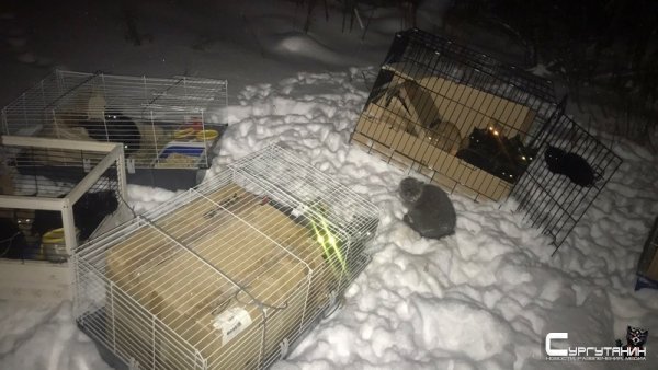 Так и не привезли. В Сургуте выяснили кому принадлежат 28 брошенных кошек