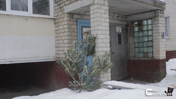 Югорчан призывают принять участие в акции «Елочный сбор»