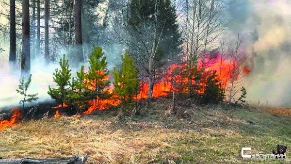 В Югре ввели режим ЧС в связи с лесными пожарами