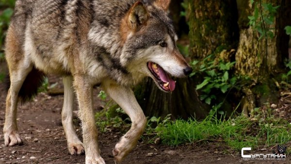 Чудом остались живы. На месторождении в Югре волк напал на людей