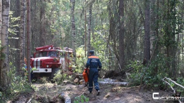 Ливень в помощь. В Югре выгорело 250 квадратных километров тайги, тушить помогают дожди