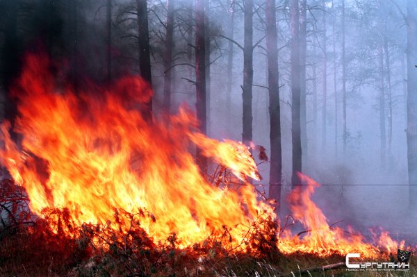 Будет дымно. На Сургут надвигаются два лесные пожара