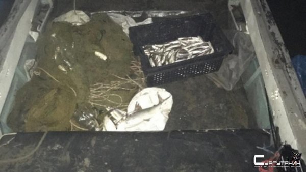 Югорчанину грозит два года в тюрьме за незаконный вылов рыбы