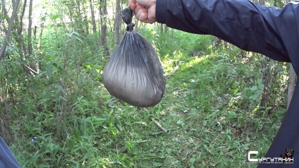 «И это все грибы». В Сургуте пожилой мужчина обнаружил в лесу сверток наркотиков и решил поделиться ими с друзьями