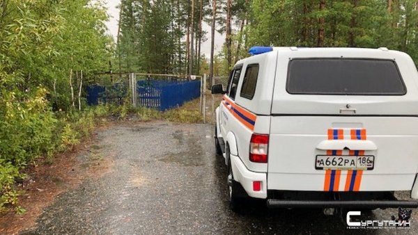 С десяток югорчан заблудились в лесу, отправившись за грибами