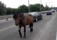 В Якутске организуются штраф-стоянки для лошадей