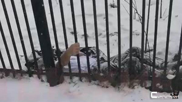 В Пыть-Яхе возле школы прохожие нашли труп