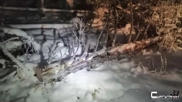 Золотое дерево. В Сургуте мужчина срубил сосну и теперь заплатит за нее 200 тысяч рублей
