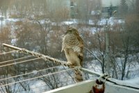 В Сургуте на балкон многоэтажки залетел ястреб и распотрошил там голубя