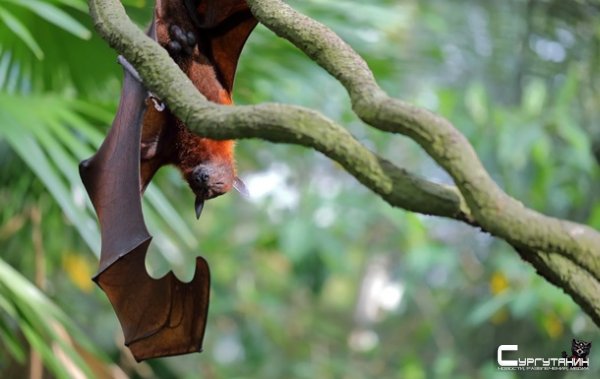 ВОЗ заявила о возможности пандемии из-за вируса Nipah
