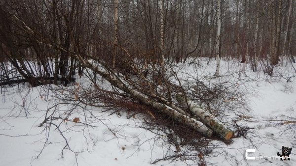 «Для личных нужд»: югорчанин подозревается в незаконной вырубке деревьев