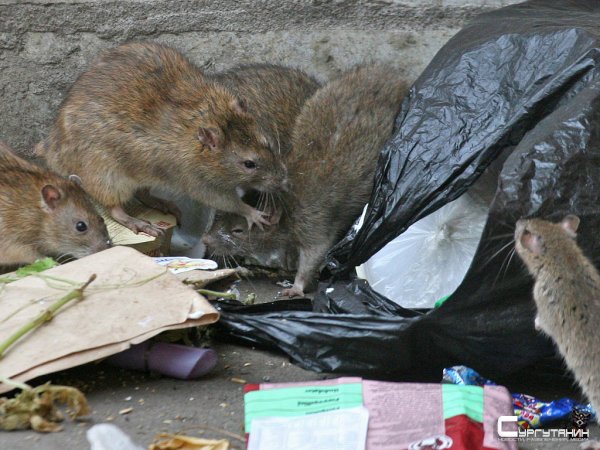 Дачники Сургута требуют убрать завалы мусора с их кооперативов