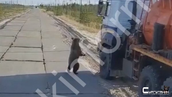 Бесплатный цирк. В Югре на трассах медведи устраивают водителям шоу за угощение
