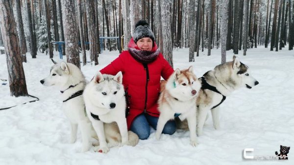 В Сургуте «умалишенный» застрелил из ружья двух хаски