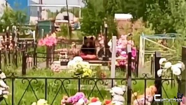 В Югре медведь забрел на кладбище
