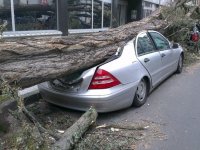 Из-за непогоды в Москве упали 170 деревьев, повреждены 45 автомобилей