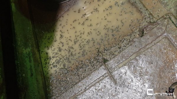 Фильм ужасов наяву. Сургут заполонили орды неизвестных насекомых