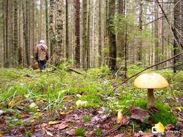 В лесу Сургута вновь нашли тысячи документов, на сей раз с паспортными данными жителей района