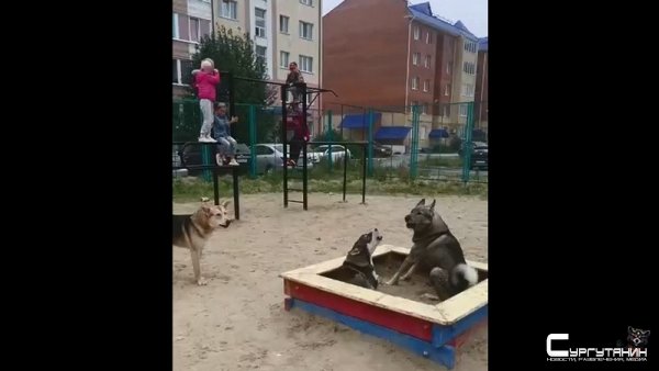 Бездомные собаки терроризируют город в Югре, не давая детям гулять во дворах
