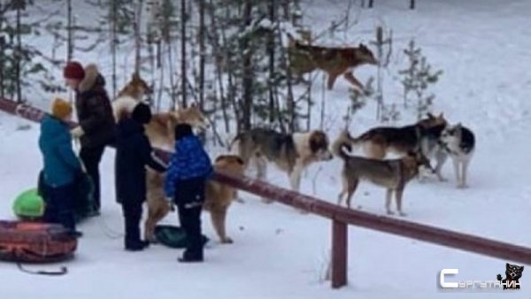 Бездомная собака напала на четырехлетнего мальчика в Югре