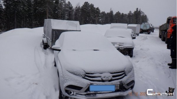 За убитую лосиху с лосенком четырем браконьерам в Югре грозит тюремный срок