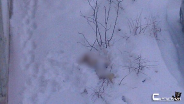 В Сургуте под окнами многоэтажки нашли труп мужчины