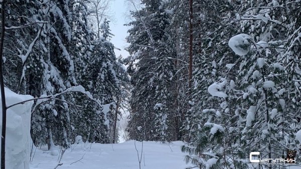 Спасатели нашли заблудившегося лыжника в 30 километрах от поселка в Югре