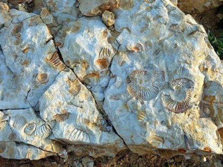 Загадка недавнего прошлого планеты: морские окаменелости на вершинах гор